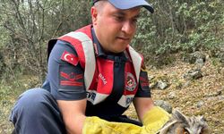 Burdur’da yaralı baykuşun imdadına jandarma ekipleri koştu