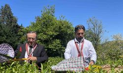 Çaykur Rizespor Teknik Direktörü İlhan Palut çay bahçesine girdi, çay topladı