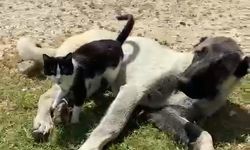 Elazığ’da kedi ile kangalın dostluğu tebessüm ettirdi