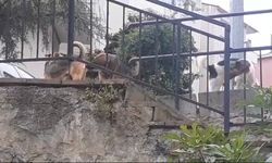 Beykoz’da başıboş köpeklere müdahale etmeyen Beykoz Belediyesi’ne mahalleliden tepki