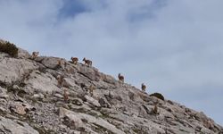 Dağ keçileri havadan görüntülendi