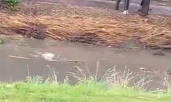 Yağmur sularının yükselttiği derede erkek cesedi bulundu