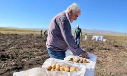 Arpaçay’da kışlık patates hasadı başladı