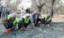 Edremit Belediyesi’nde zeytin hasadı başladı