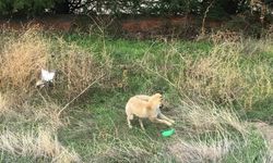 Gündüz vakti şehir merkezine inen tilkinin plastik top parçası ile oyunu kameralara takıldı