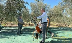 Kaymakam İlyas Memiş, Çoruk Mahallesi’nde zeytin hasadına katıldı