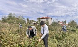 Kaymakam Kahraman, ahududu ve aronya tarlalarında inceleme yaptı