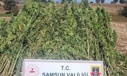 Samsun’da 810 kök kenevir bitkisi ele geçirildi