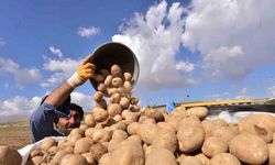 Türkiye’nin patates ambarlarından Ahlat’ta hasat başladı