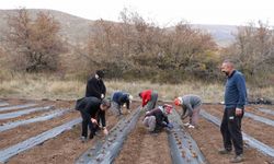 Çilek yetiştiriciliği projesiyle 20 dönüm alana 100 bin fide dikildi