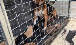 Domaniç’te 4 kişiye saldıran köpek ve yavruları barınağa götürüldü