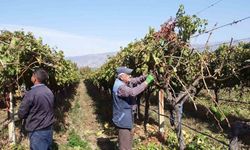 Manisa’nın bağlarında hasat devam ederken budama çalışmaları da başladı