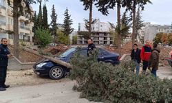 Park halindeki otomobilin üzerine ağaç devrildi