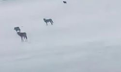 Yabani hayvanlarla karşılaşan sürücünün arkadaşı ile güldüren diyaloğu