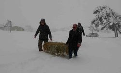 Burdur yaylalarında kar kalınlığı 50 santime ulaştı, yaban hayvanlar için seferberlik başladı