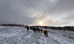 Edirneli besicilerin kar altında zorlu mesaisi