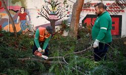 Kuşadası’nda ağaç atıkları ihtiyaç sahipleri için yakacağa dönüşüyor