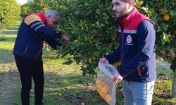 Narenciyede numune alımları sürüyor