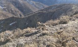 Tunceli Munzur Vadisi’nde yiyecek arayan kurt dron ile görüntülendi