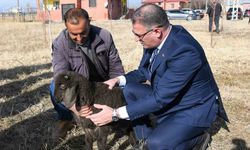 Van’da koyunculuk projesi başarıyla devam ediyor