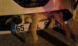 Van’da otomobilin çarptığı köpek tampona sıkıştı