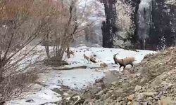 Dağ keçisi sürüsü görenleri şaşırttı