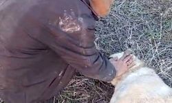 Elazığ’da kangal köpeği tüfekle vurularak öldürüldü