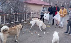 Gençlerden sokak hayvanları için  seferberlik