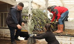 Muğla’da 20 bin zeytin fidanı toprakla buluştu