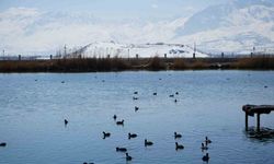 Ekşisu Sazlığı birçok kuş türüne ev sahipliği yapıyor