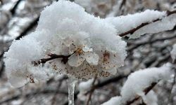 Malatya’da kayısı bahçeleri don tehlikesiyle karşı karşıya