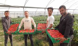 Mersin’de çilekte zirai dondan olumsuz etkilendi