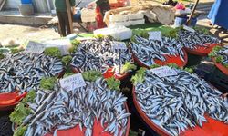 Tekirdağ’da hamsi ve istavritin kilosu 100 liradan satıldı