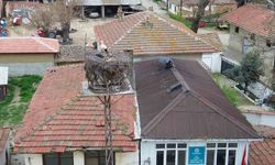 Tekirdağ’da Leyla ile Mecnun yuvalarına döndü