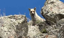 Ağrı’da sarp kayalıklarda tilki görüntülendi