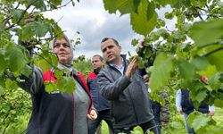 Fındık için hasar tespit çalışması başlatıldı