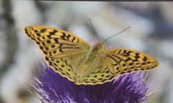 Mersin’de ’Mutlu Kelebekler Festivali’