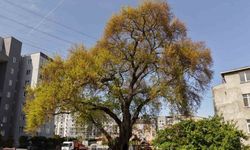 Pendik’te tarihe kök salan 400 yıllık ağaca özel bakım yapılıyor