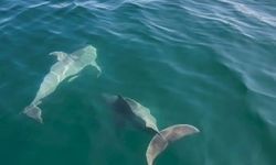 Tekirdağ’da balıkçı teknesine yunus sürprizi