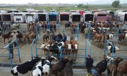 Afyonkarahisar’da kurbanlık hareketliliği başladı