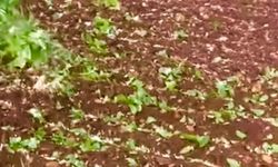Araban’da dolu yağışı etkili oldu