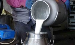 Ardahan’da süt üreticileri düşük fiyatlardan şikâyetçi