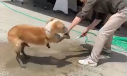 Ayakları betona bulanan köpeğe esnaftan yardım eli