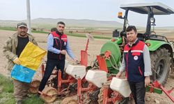 Ayçiçeği ekimlerini yerinde takip ediliyor
