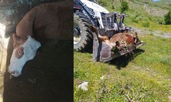 Bir annenin süt İneği için gözyaşları: "Çocuklarımı nasıl okutacağım?"