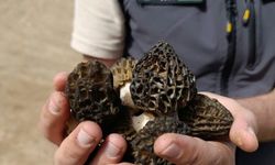 Bozkır’da sahada Kuzu Göbeği incelemesi