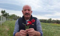 Burhaniye’de tarlalar gelincik açtı