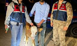 Çalınan 4 büyükbaş hayvan sahibine teslim edildi
