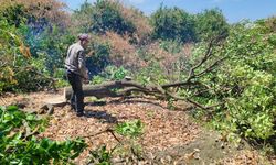Çiftçiler yeniden üretebilmek için don afetinde kuruyan narenciye ağaçlarını kesmeye başladı