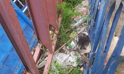 Demir korkuluklara sıkışan köpeği itfaiye ekipleri kurtardı